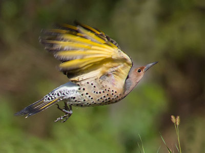 northern flicker