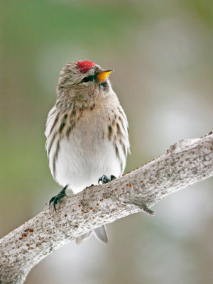 common redpoll