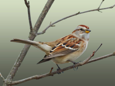 tree sparrow