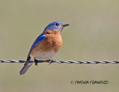 Eastern Bluebird