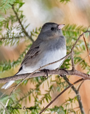 Drk-eyed Junco