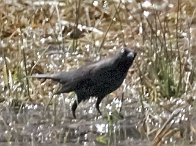 Rusty Blackbird