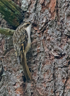 Brown Creeper