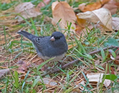 Dark-eyed Junco