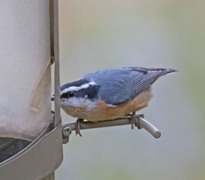 Red-breasted Nuthatchg