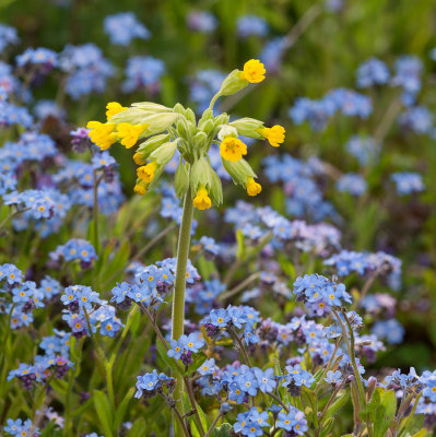 Cowslip in forget me nots