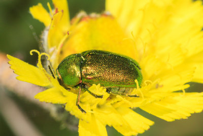 Green Beetle (possibly Chrysolina herbacea )