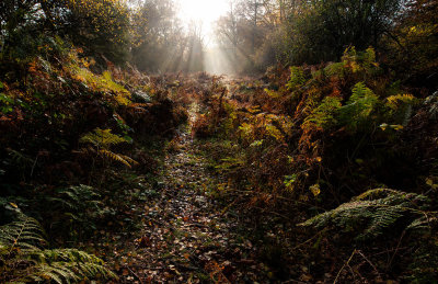 misty sunshine
