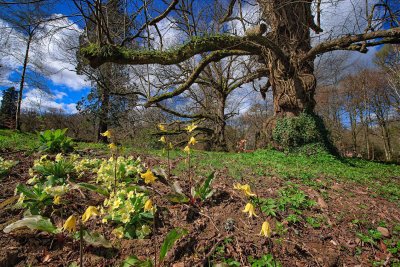 Dumfries House