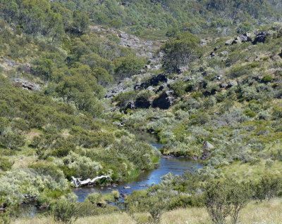 Shaw Creek