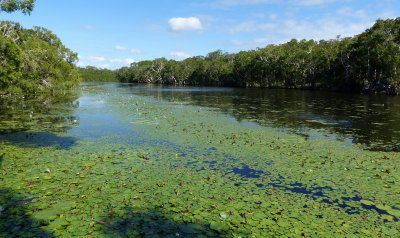 Keatings Lagoon near Cooktown