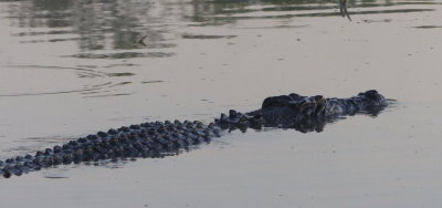 Croc, Yellow Water Billabong
