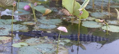 Croc, Yellow Water Billabong