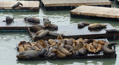 SF. Pier 39