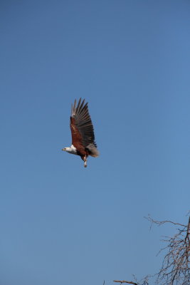 Fish Eagle, Okavango