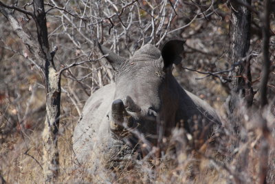 Rhino, Matopos