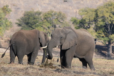 Elephants, Chobe
