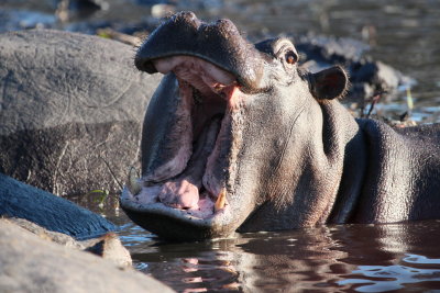 Hippo, Chobe