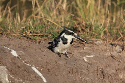 Pied Kingfisher, Chobe