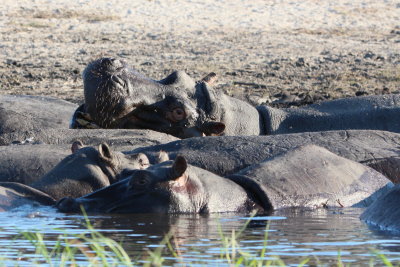 Hippos, Chobe
