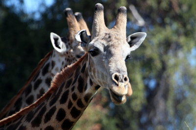 Giraffe, Chobe