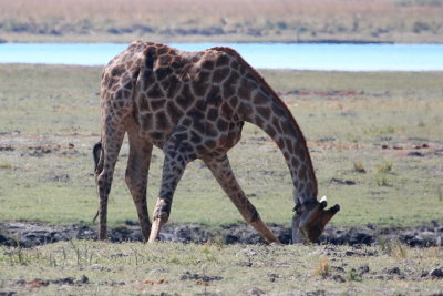 Giraffe Drinking, Chobe
