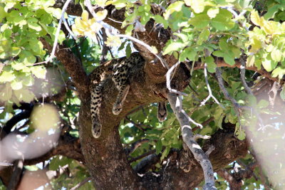 Leopard, Chobe