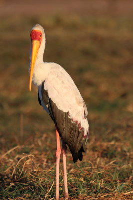 Yellow-Billed Stork, Okavango
