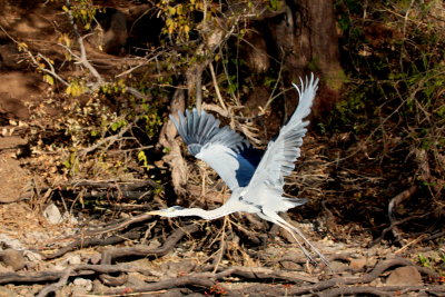 Gray Heron, Chobe
