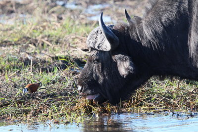 Cape Buffalo, Chobe