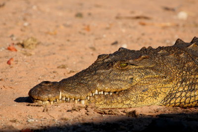 Nile Crocodile, Chobe