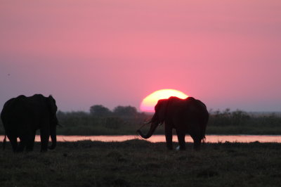 Sunset, Chobe