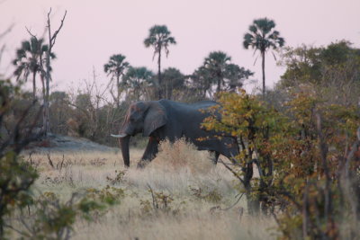 Twilight Elephant, Okavango