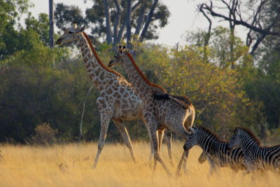 Mixed Herd, Okavango
