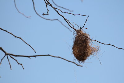 Weaver Nest, Okavango