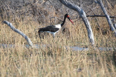 Saddle Bill Stork, Okavango