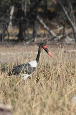 Saddle Bill Stork, Okavango