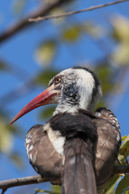 Red-Billed Hornbill, Maun