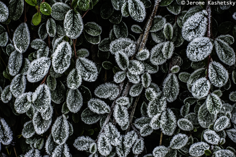 Frost