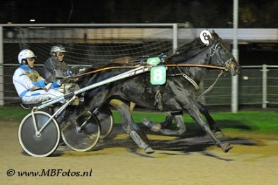 Koers 4-Zilver Sycamore.jpg