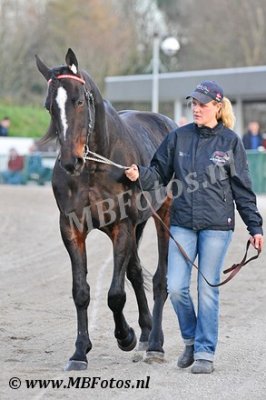 Hengstenshow