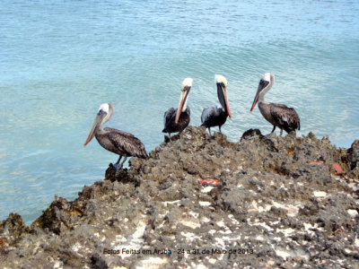  Eagle Beach ( Aruba )