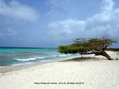 Aruba - Praia Arashi : Divi Divi