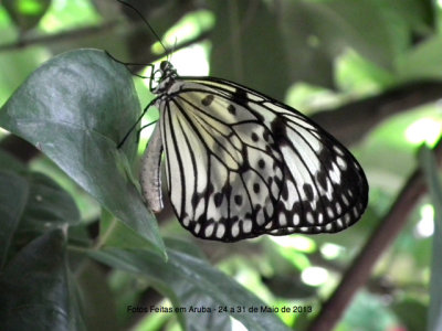 Foto Feita em Aruba - Butterfly Farm