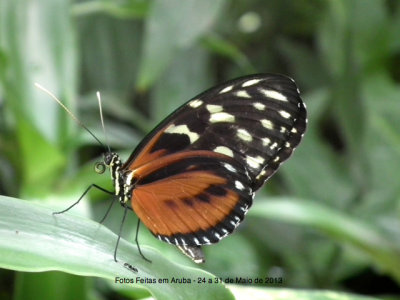 Foto Feita em Aruba - Butterfly Farm