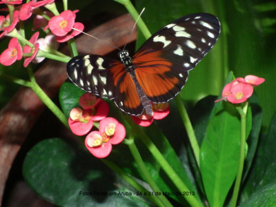 Foto Feita em Aruba - Butterfly Farm