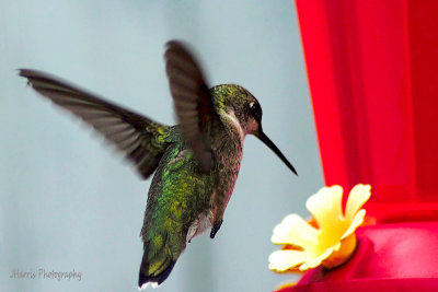 Hummingbirds, Nimble Musicians of the Air
