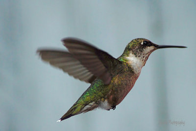 Hummingbirds, Nimble Musicians of the Air