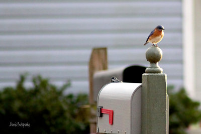 Little Birds of Winter