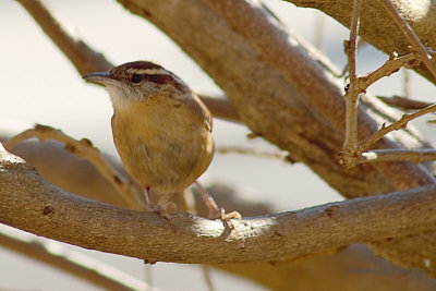 Little Birds of Winter